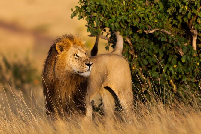 12 Days Best Of Kenya and Tanzania Safari - Luxury - Key points to know before booking