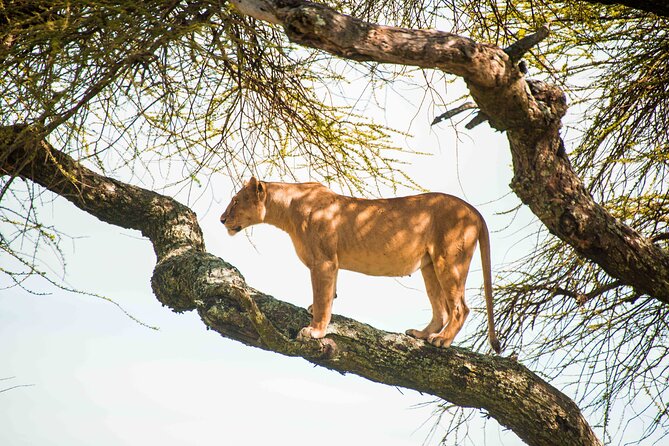 12 Days Best Of Kenya and Tanzania Safari - Luxury - Days 3 to 5: Three nights in Maasai Mara