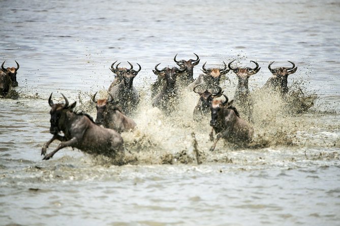 12 Days Best Of Kenya and Tanzania Safari - Luxury - Day 6: Crossing from Kenya into Tanzania