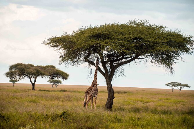 12 Days Best Of Kenya and Tanzania Safari - Luxury - Days 7 and 8: Three nights in the Serengeti