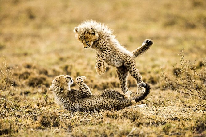 12 Days Best Of Kenya and Tanzania Safari - Luxury - Days 10 and 11: Returning to Kenya for Amboseli
