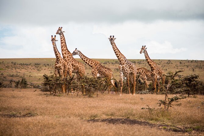 12 Days Best Of Kenya and Tanzania Safari - Luxury - Day 1: Nairobi gives you time to land