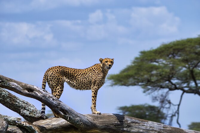 12 days Luxury Tanzania Honeymoon Safari and Zanzibar - Day 7: From safari country to Stone Town