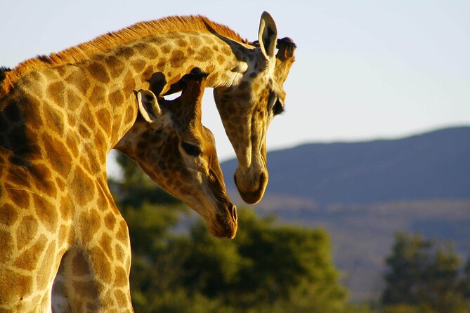 2 Day Inverdoorn Luxury Safari - Dinner beside the fire pit