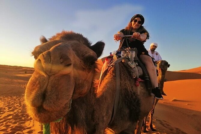 2 Days Luxury Tour to Merzouga Desert from Fez with Small Group - Cedar trees and Barbary macaques near Azrou