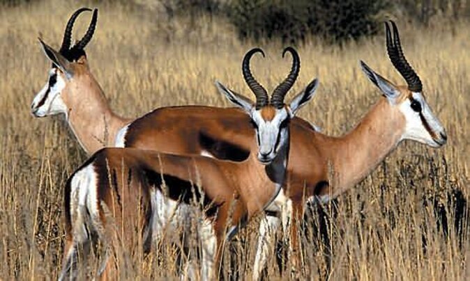 3 Day Luxury Aquila Private Game Reserve - Accommodation, meals, and the value of the package