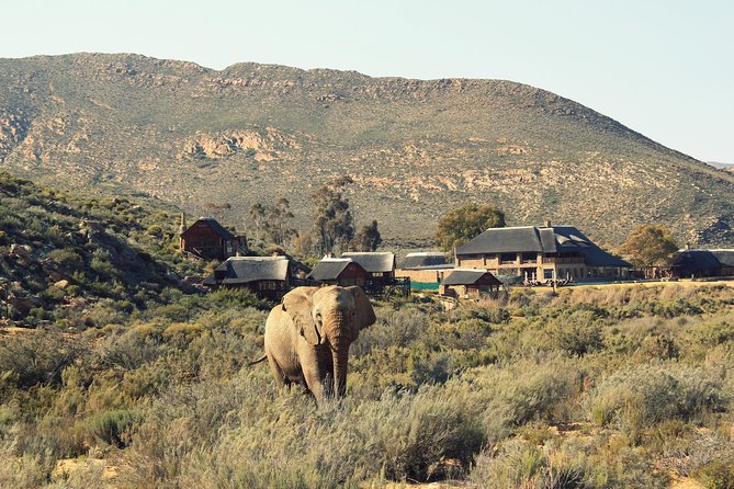 3 Day Luxury Aquila Private Game Reserve - Day two: an early drive and time to use the spa