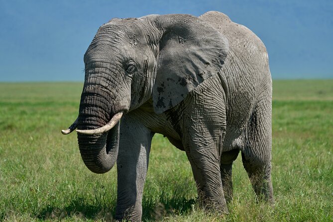 3-Day Luxury Safari Private Tour Tarangire and Ngorongoro - Day 1: A practical night in Arusha