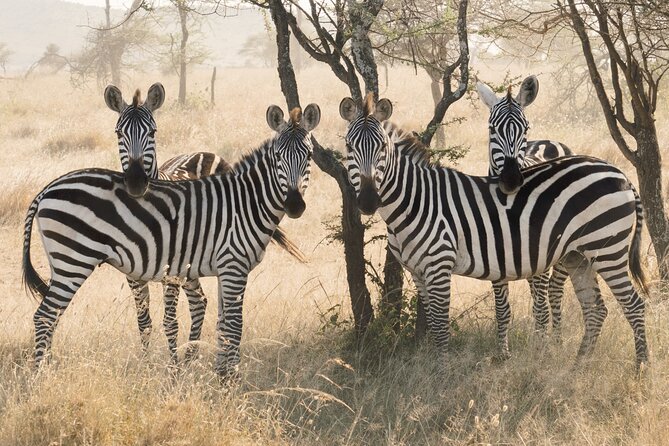 3-Day Luxury Safari Private Tour Tarangire and Ngorongoro - Who will enjoy this safari most