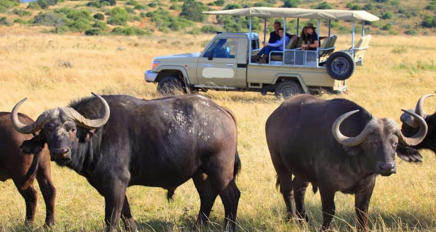 3-Day Maasai Mara Joining Safari at Enkorok Luxury Camp - The final morning and return to Nairobi