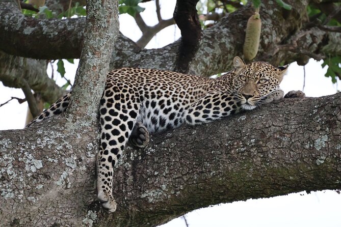 3 Day Private Tour in Maasai Mara with Lodge Luxury with Jeep - The long road from Nairobi to the Mara
