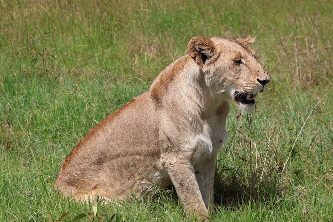 3 Day Private Tour in Maasai Mara with Lodge Luxury with Jeep - Who will get the most from this safari