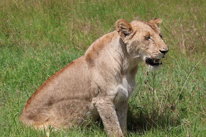 3 Day Private Tour in Maasai Mara with Lodge Luxury with Jeep - What the private Land Cruiser changes