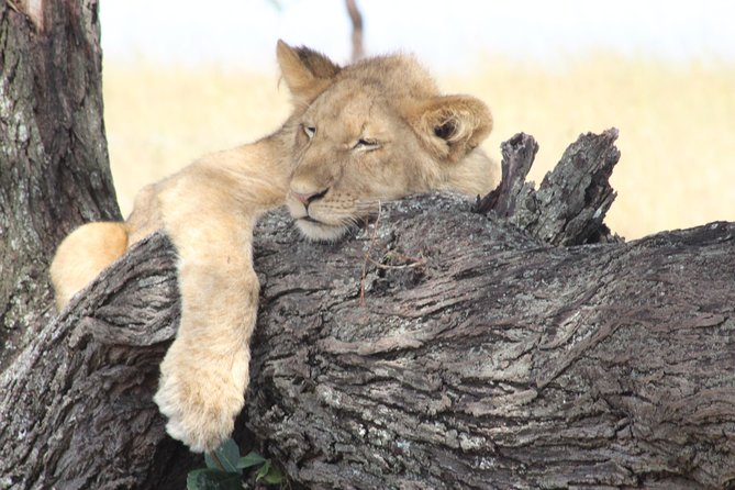 3 Days Luxury Safari - Day one: hiking the lower slopes of Mount Kilimanjaro