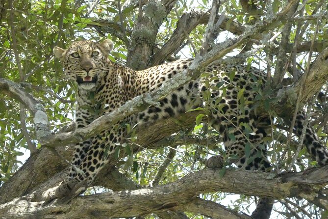 3 Days Masai Mara Luxury Safari - Why this three-day Masai Mara plan works