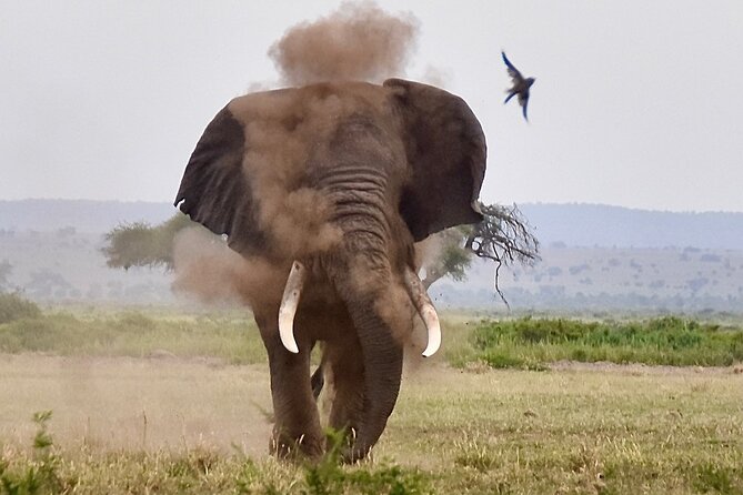 3 Days Masai Mara Luxury Safari - Day two: the main game drive and the Mara River