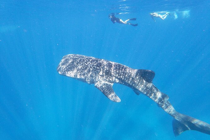 3-Hour Luxury Private Custom Charter - Wildlife encounters depend on patience