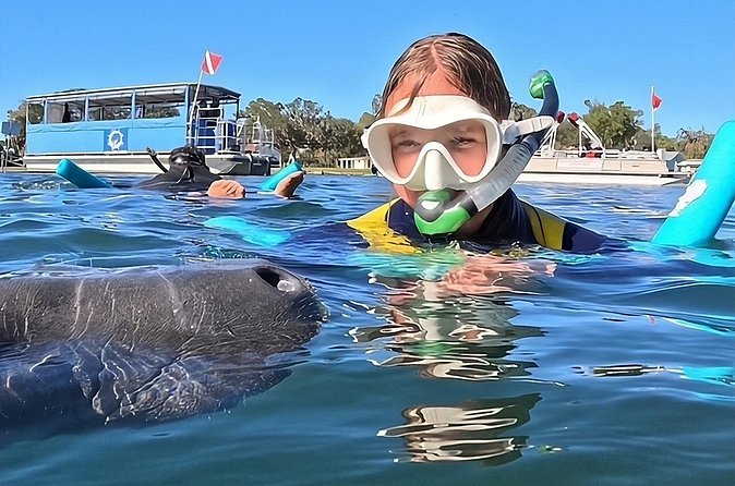 3 Hour Small Group Manatee Swim Heated Boats Free Photos All Inc - Entering the water with manatees
