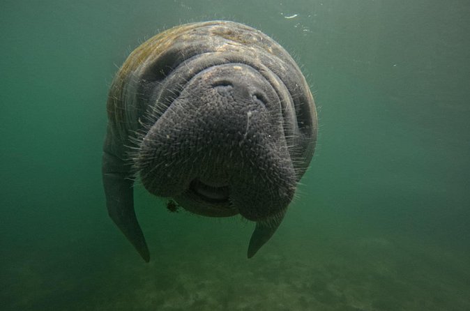 3 Hour Small Group Manatee Swim Heated Boats Free Photos All Inc - Free photos let you enjoy the moment