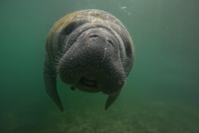 3 Hour Small Group Manatee Swim Heated Boats Free Photos All Inc - Getting ready with included gear