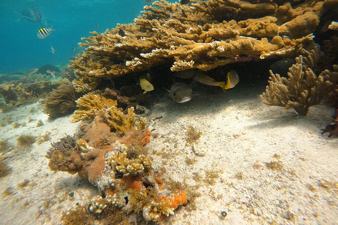 3 Hours VIP Semiprivate Tour Isla Mujeres Full Snorkeling Experience - Four reef stops in one short morning