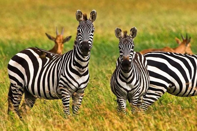 4 Day Tanzania Luxury Safari - Day Two: The Long Road to Central Serengeti