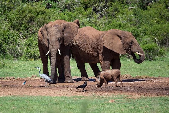 4 Day Tanzania Luxury Safari - Day Four: Wildlife Below the Ngorongoro Rim