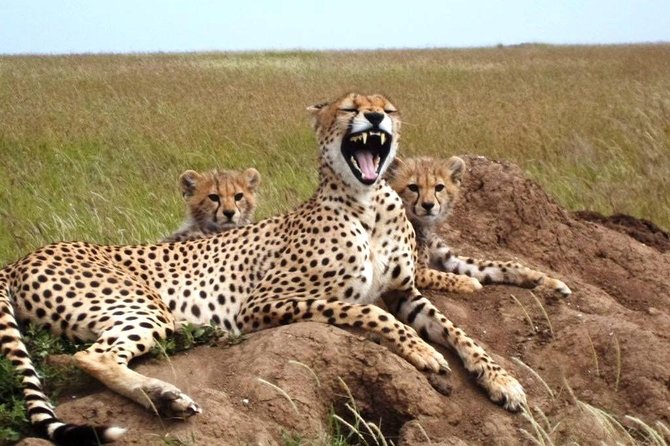 4 Day Tanzania Luxury Safari - Why the Private 4x4 Matters