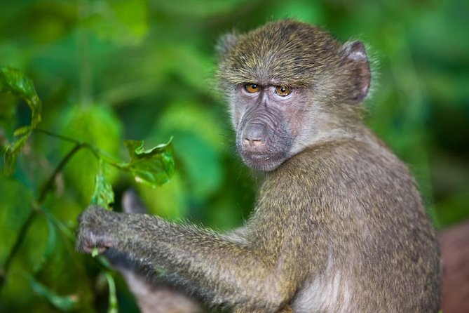 4 Day Tanzania Luxury Safari - Is $3,182.06 Per Person Good Value?