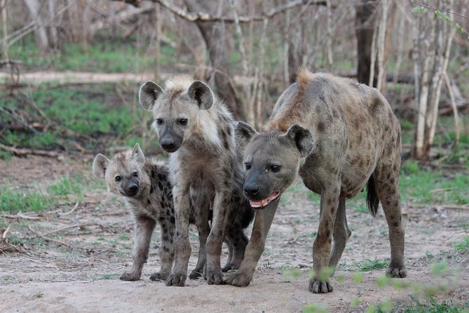 4 Day Tanzania Luxury Safari - Day Three: From Serengeti Wildlife to Olduvai Gorge