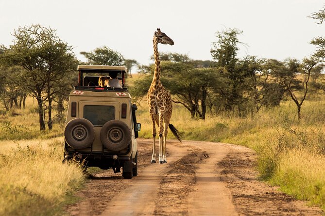4 days Awesome Luxury safari Tarangire Serengeti & Ngorongoro - A four-day route with three very different parks