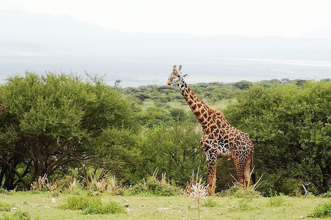4 days Awesome Luxury safari Tarangire Serengeti & Ngorongoro - Day 4: Down into Ngorongoro Crater