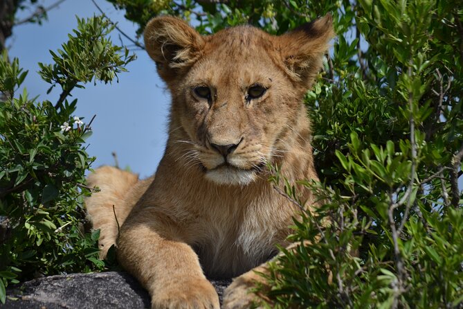 4 days Awesome Luxury safari Tarangire Serengeti & Ngorongoro - Is $2,928 per person good value?