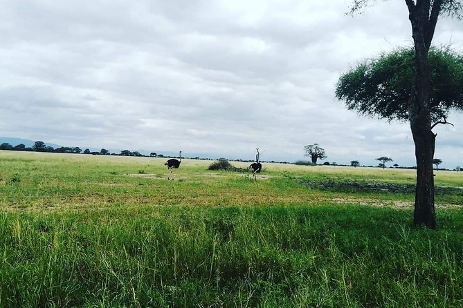 4 Days Luxury Lodge Safari Tour Tanzania - Three parks in four days from Arusha