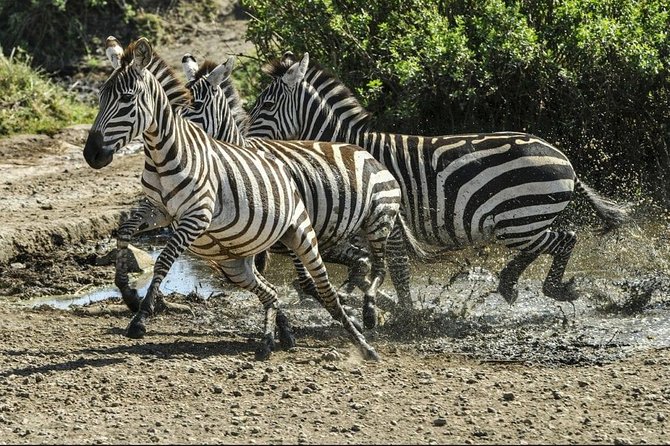 4 Days Luxury Lodge Safari Tour Tanzania - Day 4: Descending 650 meters into Ngorongoro Crater