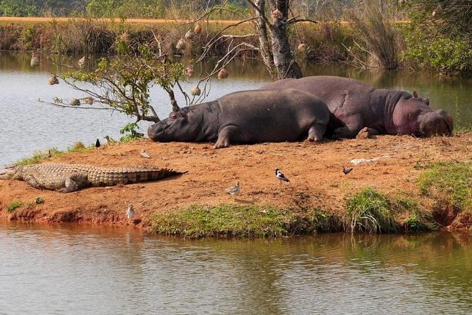 4 Days Luxury Lodge Safari Tour Tanzania - The guide can shape the whole safari