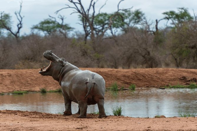 4 Days Luxury Lodge Safari Tour Tanzania - Who should book this safari?