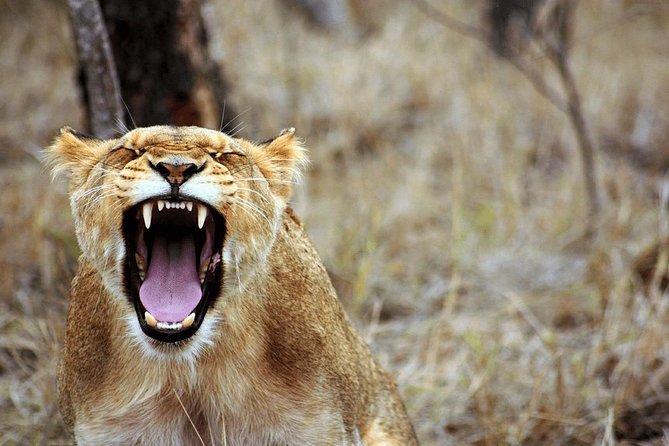 4 Days Luxury Lodge Safari Tour Tanzania - Day 3: A cold Serengeti sunrise and the road to Ngorongoro