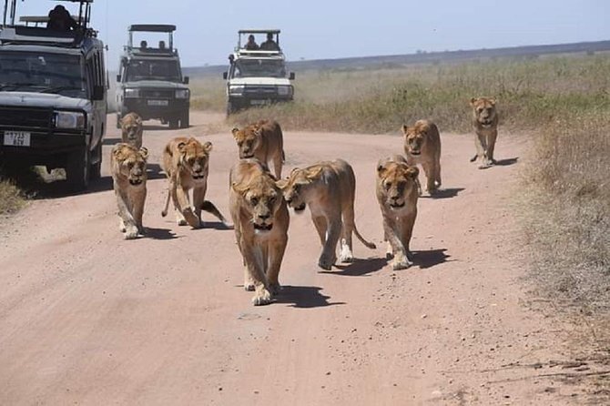 4 days luxury safari (a dream experience) - Day one: first game drive from the airstrip