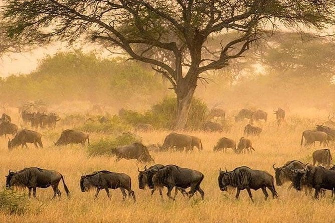 4 days luxury safari (a dream experience) - What $4,500 per person really buys