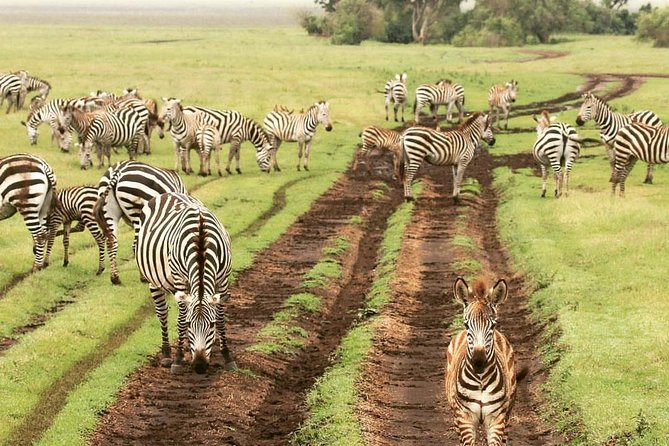 4 days luxury safari (a dream experience) - The guide is central to the experience