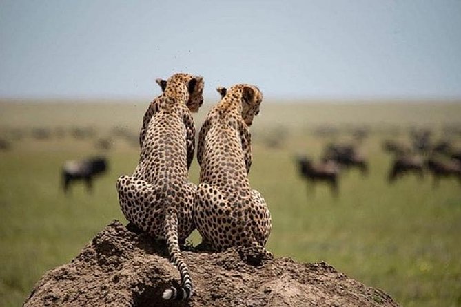 4 days luxury safari (a dream experience) - Day two: a full Serengeti wildlife day