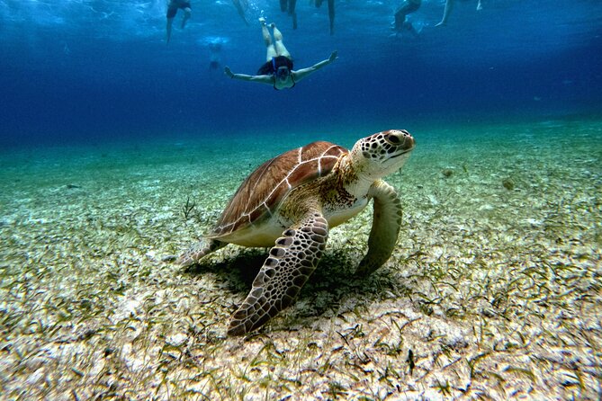 4 Hour Cozumel Turtle Sanctuary Experience on a Luxury Catamarán - Why this Cozumel catamaran trip works
