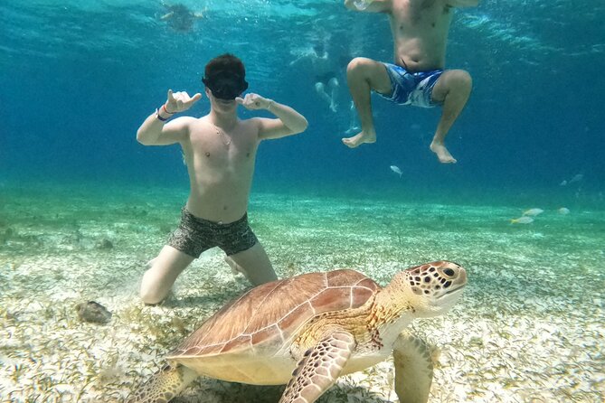 4 Hour Cozumel Turtle Sanctuary Experience on a Luxury Catamarán - Turtle sanctuary, with no wildlife guarantee