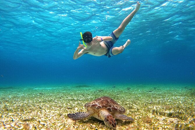 4 Hour Cozumel Turtle Sanctuary Experience on a Luxury Catamarán - El Cielo’s starfish and the rules that protect it