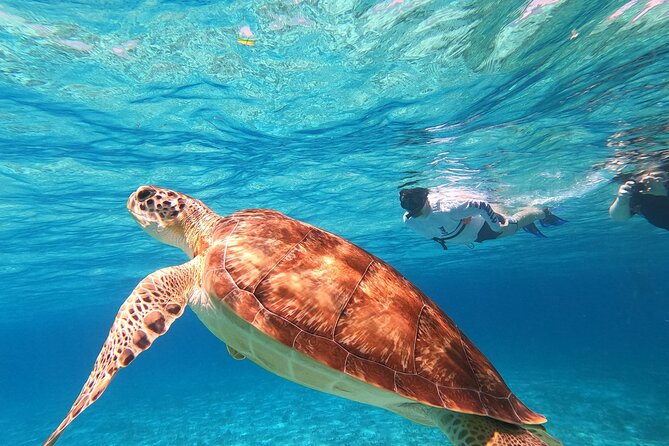 4 Hour Cozumel Turtle Sanctuary Experience on a Luxury Catamarán - Cielito, stingrays, ceviche, and cold drinks