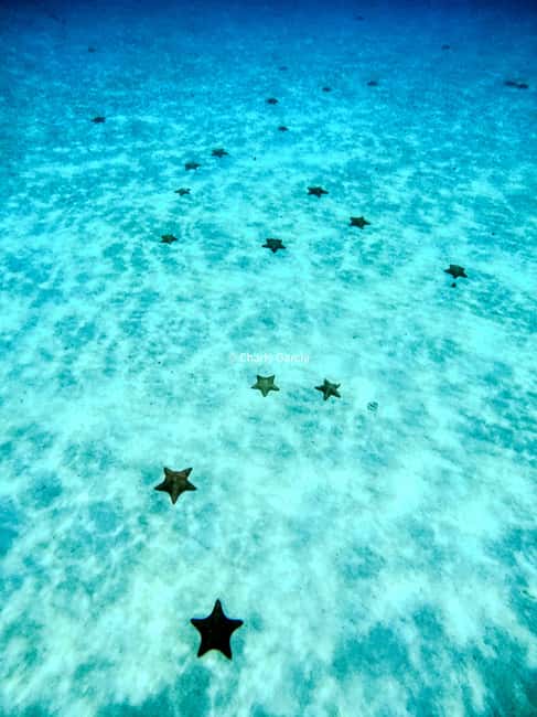 4 Hour Turtle Sanctuary Experience on a Luxury Catamarán - Weather, comfort, and the limits of the promise