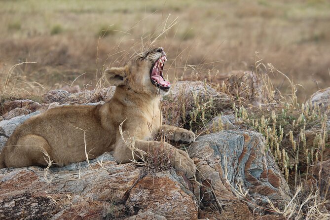 5 Days Best of Tanzania Luxury Safari Northern Circuit - Day 5: Lake Manyara’s birds, forest, and cliffs