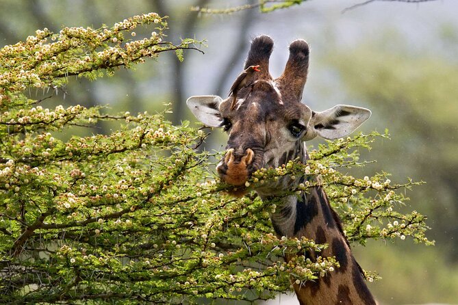 5 Days Lodge Luxury: A Taste of Tanzania Safari - Arrival day in Usa River keeps the first day easy