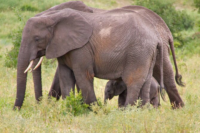 5 Days Lodge Luxury: A Taste of Tanzania Safari - Lake Manyara adds forest, escarpment, and tree-climbing lions